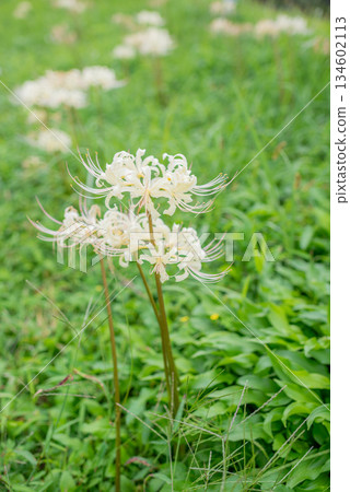 路邊盛開的白簇孤挺花 134602113