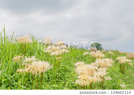 路邊盛開的白簇孤挺花 134602114