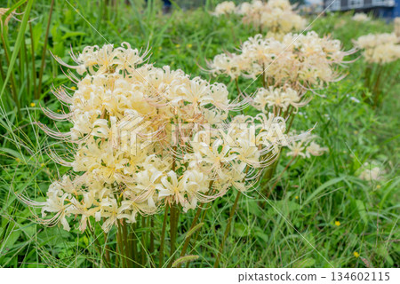 路邊盛開的白簇孤挺花 134602115