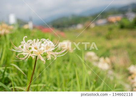 White cluster amaryllis blooming on the roadside White cluster amaryllis blooming on the roadside 134602118