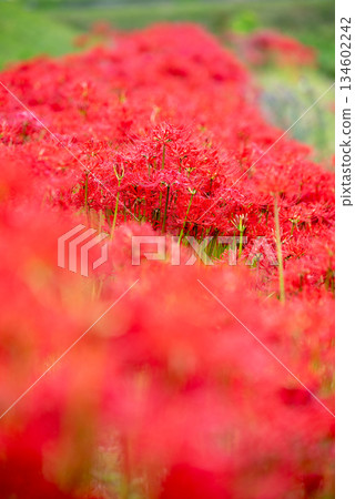 Red spider lilies blooming along the roadside 134602242