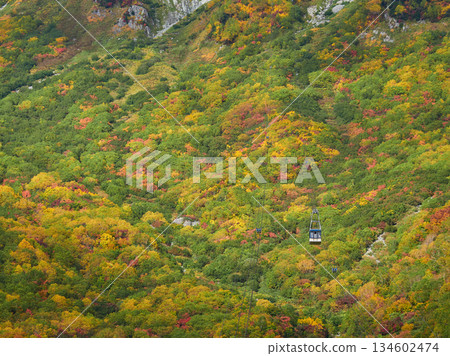 秋季旅遊景點：立山黑部阿爾卑斯山脈路線的山間秋葉景色 134602474