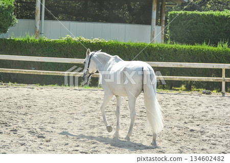 A white horse running comfortably through the riding ground 134602482