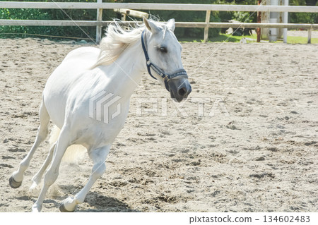 A white horse running comfortably through the riding ground A white horse running comfortably through the riding ground 134602483