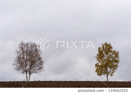 Landscape with trees 134602503