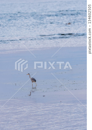 Herons searching for food at low tide 134602505
