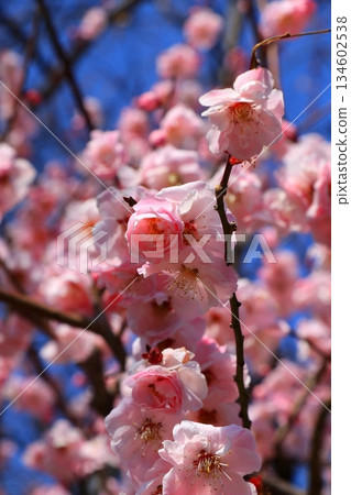 在藍天的桃紅色李子開花 134602538