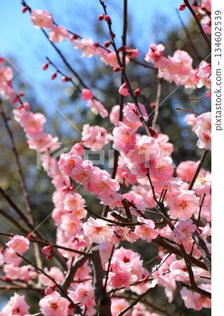 在藍天的李子開花 134602539