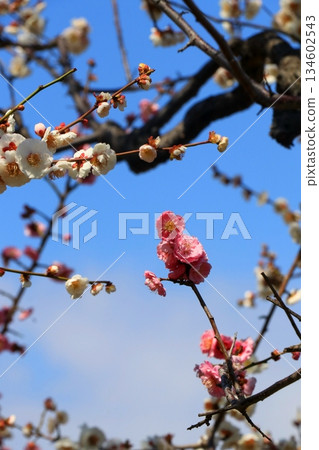 Plum blossoms in the blue sky 134602543