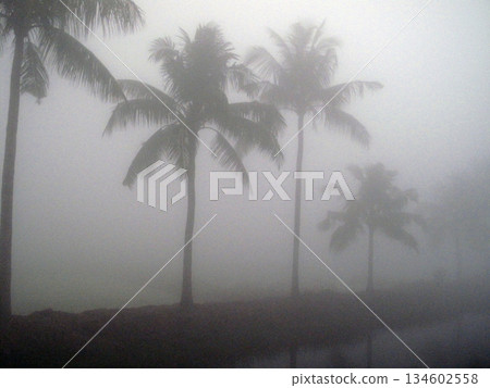 Misty morning in the Bengal countryside in Sundarbans jungle area, West Bengal, India Misty morning in the Bengal countryside in Sundarbans jungle area, West Bengal, India 134602558