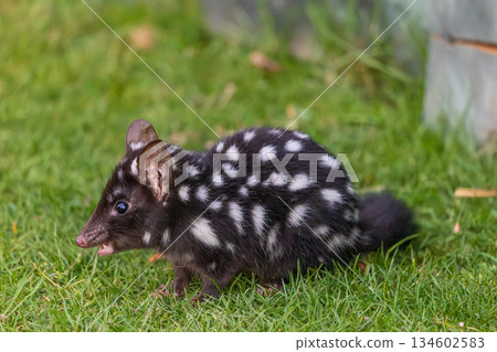 A wild Eastern ( or Spotted ) Quoll n Tasmania, Australia 134602583