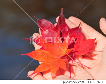 Leaves of autumn leaves maple leaves 134602611