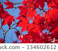 Bright red autumn leaves 134602612