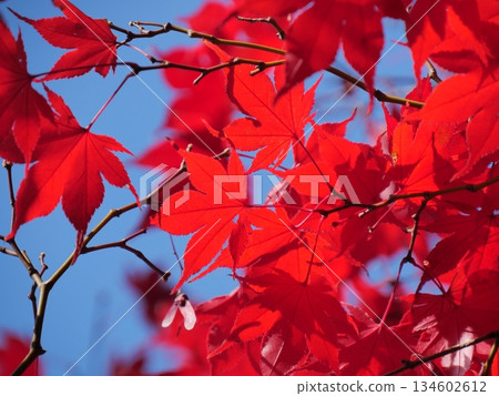 Bright red autumn leaves 134602612
