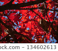 Bright red autumn leaves 134602613