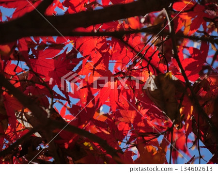 Bright red autumn leaves 134602613