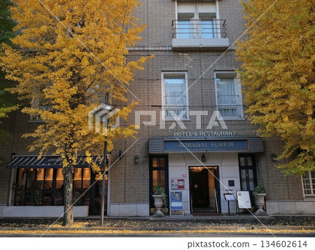 A ginkgo tree lined with yellow leaves 134602614