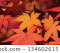 Bright red autumn leaves 134602615