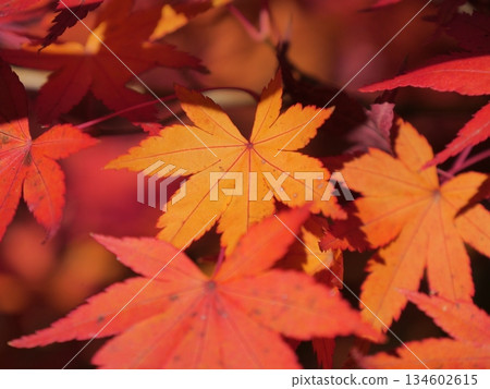 Bright red autumn leaves 134602615