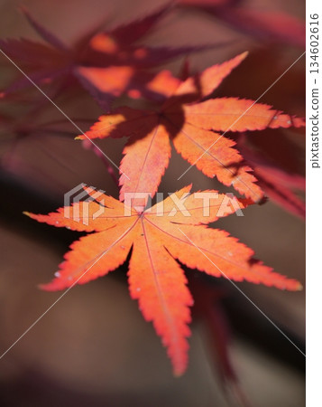Bright red autumn leaves 134602616
