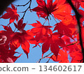 Bright red autumn leaves 134602617