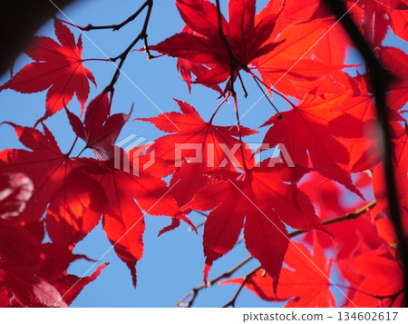 Bright red autumn leaves 134602617