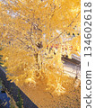 Ginkgo tree colored yellow 134602618
