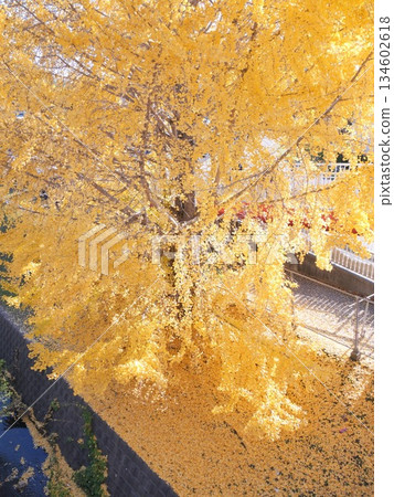 Ginkgo tree colored yellow 134602618
