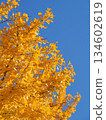 Yellow colored ginkgo leaves and blue sky 134602619
