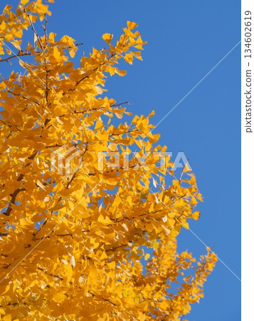 Yellow colored ginkgo leaves and blue sky 134602619