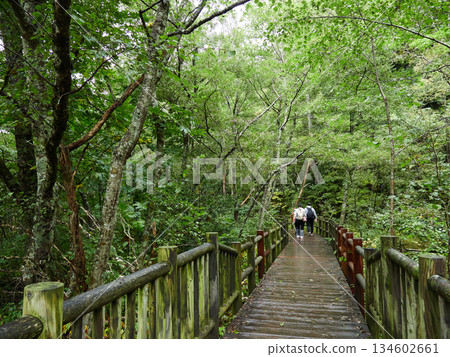 下雨天，遊客沿著上高地（熱門旅遊景點）的森林小徑漫步。 134602661