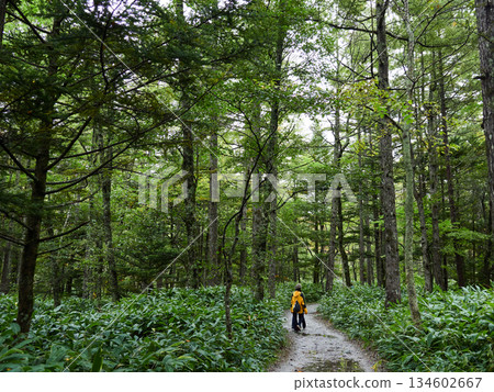 Tourists strolling along a forest trail in Kamikochi, a popular tourist spot, on a rainy day Tourists strolling along a forest trail in Kamikochi, a popular tourist spot, on a rainy day 134602667