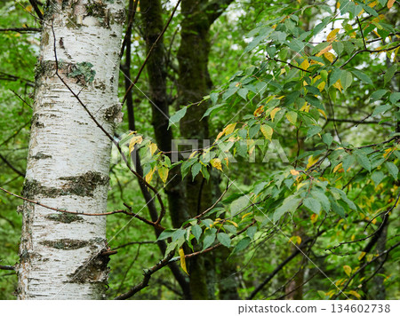 Autumn scenery of the birch forest in Kamikochi Autumn scenery of the birch forest in Kamikochi 134602738