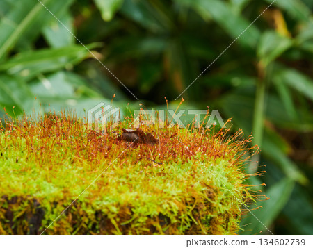 秋季旅遊景點:上高地森林中的苔蘚景觀 秋季旅遊景點:上高地森林中的苔蘚景觀 134602739