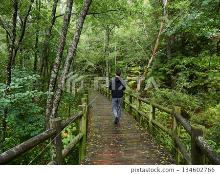 Tourists strolling along a forest trail in Kamikochi, a popular tourist spot, on a rainy day 134602766