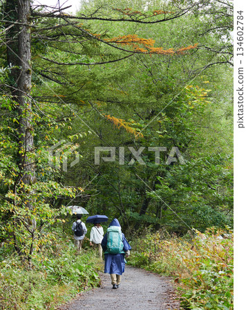 Tourists strolling along a forest trail in Kamikochi, a popular tourist spot, on a rainy day Tourists strolling along a forest trail in Kamikochi, a popular tourist spot, on a rainy day 134602784