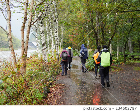 Tourists strolling along a forest trail in Kamikochi, a popular tourist spot, on a rainy day Tourists strolling along a forest trail in Kamikochi, a popular tourist spot, on a rainy day 134602787