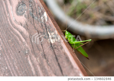 一隻蚱蜢科的動物出現了 134602846