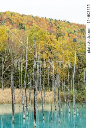 A blue pond surrounded by autumn leaves A blue pond surrounded by autumn leaves 134602855
