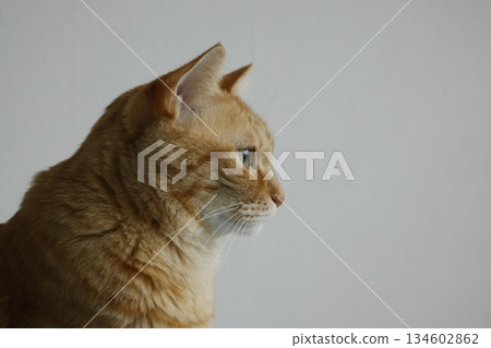 貓親子日常風景 134602862
