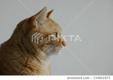 Daily scenery of cat parent and child Daily scenery of cat parent and child 134602875
