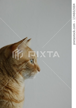 Daily scenery of cat parent and child 134602884