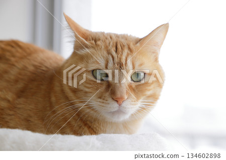 Daily scenery of cat parent and child Daily scenery of cat parent and child 134602898
