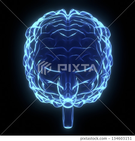 Human brain as x-ray illustration - 3D illustration 134603151