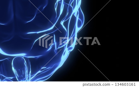 Human brain as x-ray illustration - 3D illustration 134603161
