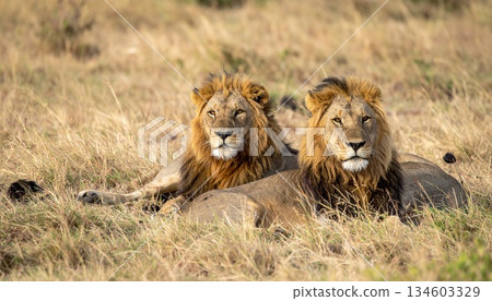 lion mating couple laying in the grass lion mating couple laying in the grass 134603329