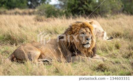 lion mating couple in the high grass 134603331