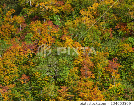 秋季旅遊景點：立山黑部阿爾卑斯山脈路線的山間秋葉景色 134603509