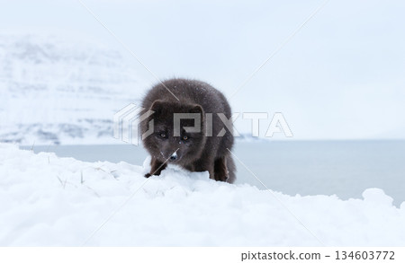Wild blue morph Arctic fox in snowy coastal landscape Wild blue morph Arctic fox in snowy coastal landscape 134603772