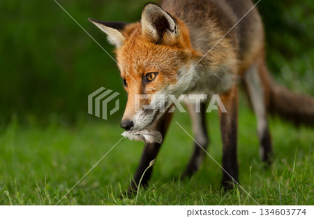 Portrait of a red fox holding bird feather in mouth Portrait of a red fox holding bird feather in mouth 134603774